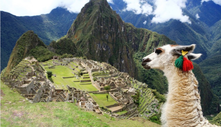 Lama Machu Picchu Peru Travel