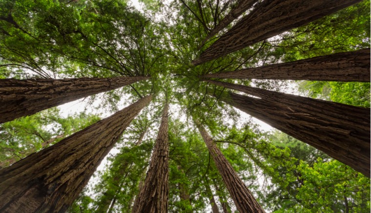 Muir Woods Giant Sequoias San Francisco